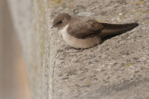Скеляста ластівка - первований альпініст Скеляста ластівка - первований альпініст